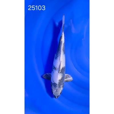 Kage Shiro Utsuri 40cm réf25103