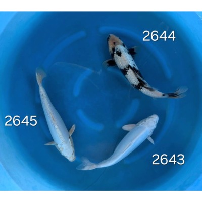 Shiro Utsuri Gin Rin 25/30cm réf 2644