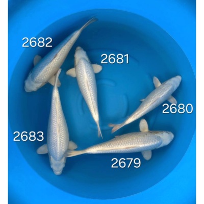 Platinum 40/45cm réf 2680