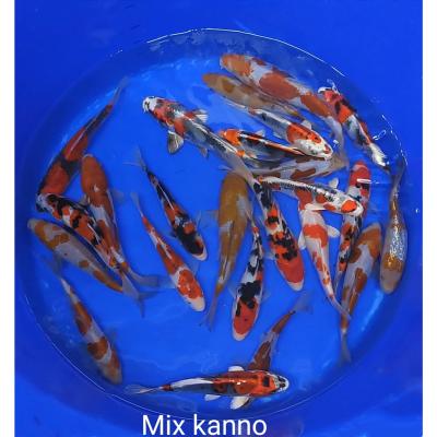 Tosaï Mix 17/25cm Kanno