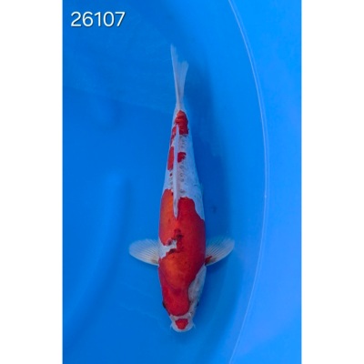 Doitsu Goshiki 35/40cm réf 26107