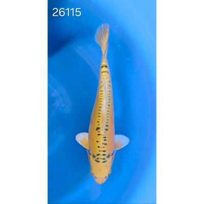Yellow Dragon 35/40cm réf 26115