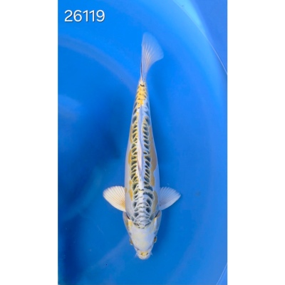 Doitsu Hariwake Matsuba 35/40cm réf 26119