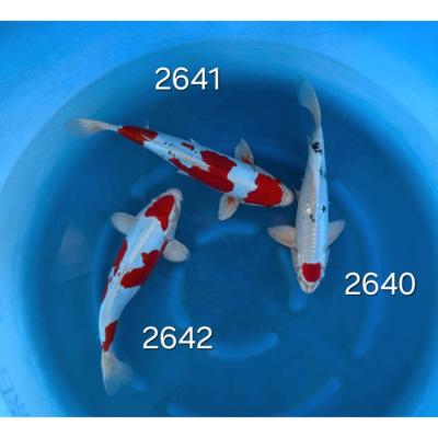 Kikusui 25/30cm réf 2641