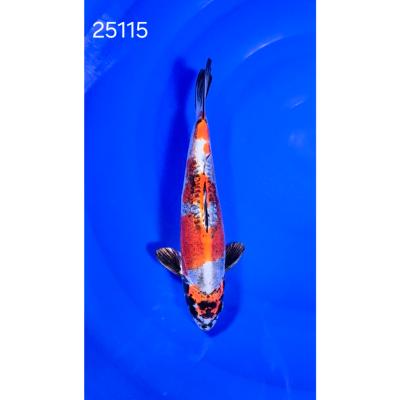 Kin Kikokuryu 30cm réf 25115