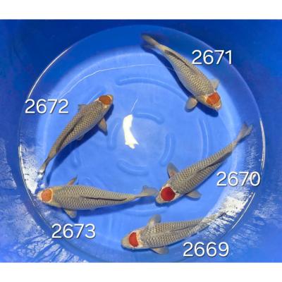 Tancho Ochiba 40cm réf 2669