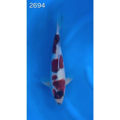 Budo Goromo 35/40cm réf 2694