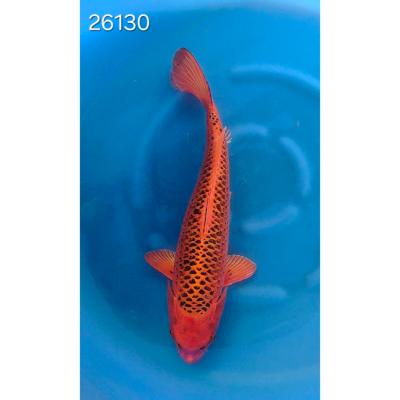 Kin Matsuba 30/40cm réf 26130