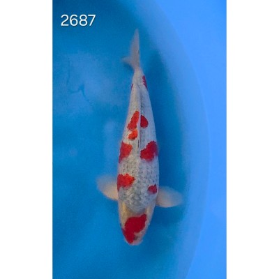 Goshiki 42/45cm réf 2687