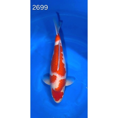 Kohaku HQ 49cm Azukari 2026 réf 2699