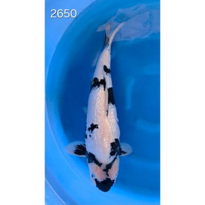 Shiro Utsuri Gin Rin 57cm réf 2650