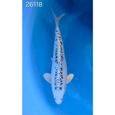 Kikokuryu 35/40cm réf 26118