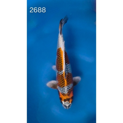 Kirin 42/45cm réf 2688