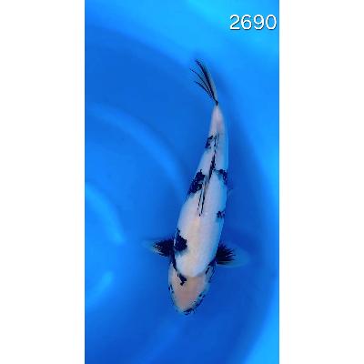 Shiro Utsuri 35/40cm réf 2690