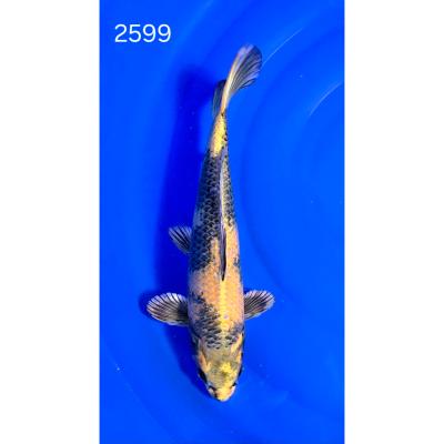 Kin Ki Utsuri 38cm réf 2599