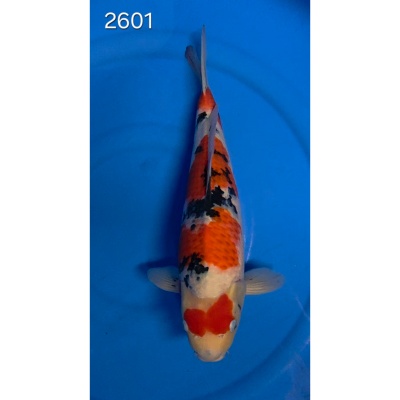 Sanke 46/48cm réf 2601