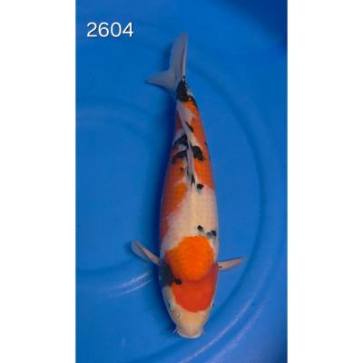 Sanke 46/48cm réf 2604