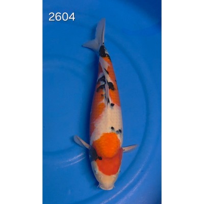 Sanke 46/48cm réf 2604