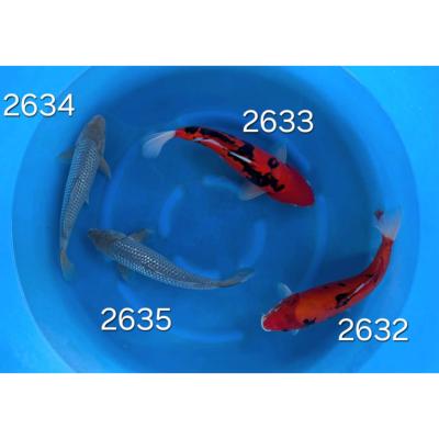 Doitsu Hi Showa 25/30cm réf 2632