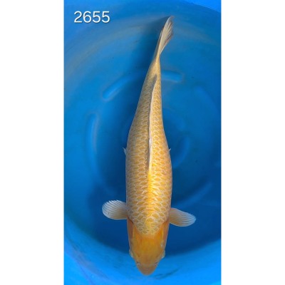 Yamabuki 55/60cm réf 2655