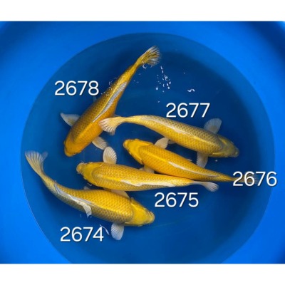 Yamabuki 40/45cm réf 2674