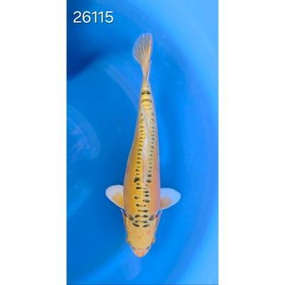 Yellow Dragon 35/40cm réf 26115