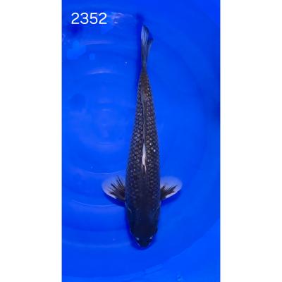 Matsukawabake 55cm réf2352