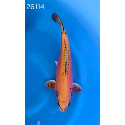 Ki Kikokuryu 35/40cm réf 26114