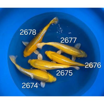 Yamabuki 40/45cm réf 2674