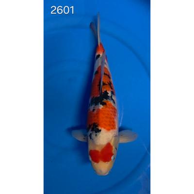 Sanke 46/48cm réf 2601