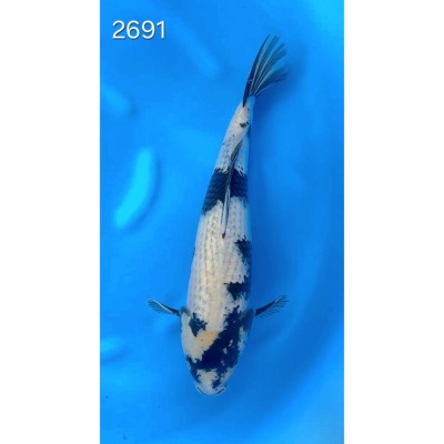 Kage Shiro Utsuri 35/40cm réf 2691