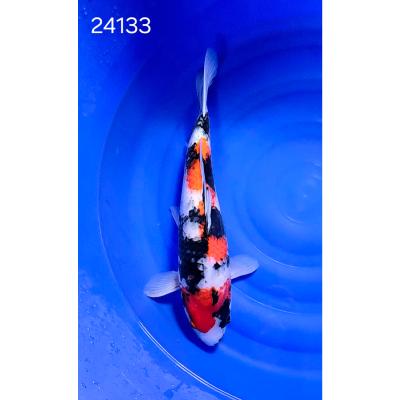 Showa 54cm réf24133