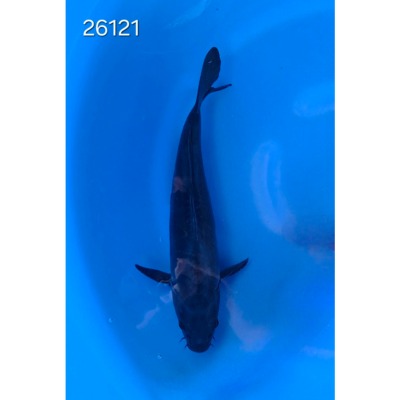 Doitsu Karasugoï 35/40cm réf 26121