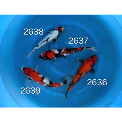 Hi Showa Gin Rin 25/30cm réf 2636