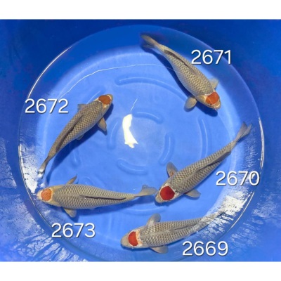 Tancho Ochiba 40cm réf 2671