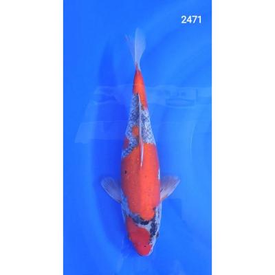 Goshiki 38cm réf2471