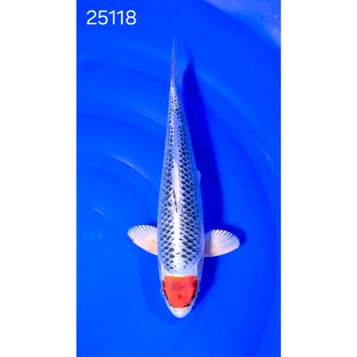 Tancho Kujaku 40cm réf 25118