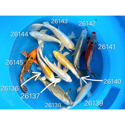 Hariwake Voilée 30/35cm réf 26136