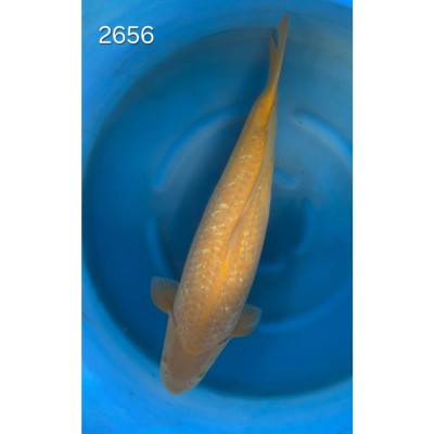 Karashigoï Gin Rin 55/60cm réf 2656