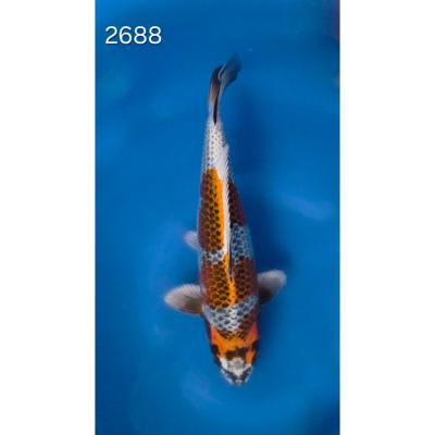 Kirin 42/45cm réf 2688