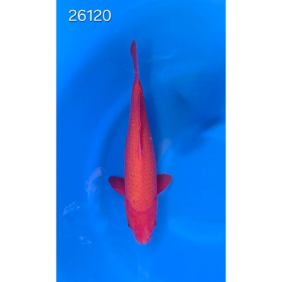 Benigoï 35/40cm réf 26120