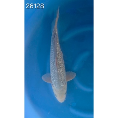 Soragoï Gin Rin 30/40cm réf 26128