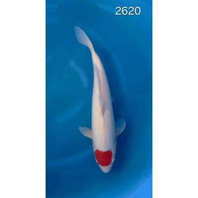 Tancho Kohaku 40/45cm réf 2620