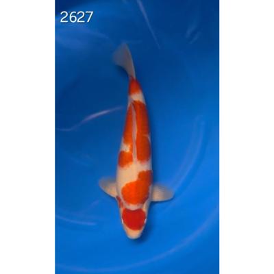 Ai Goromo 40/45cm réf 2627