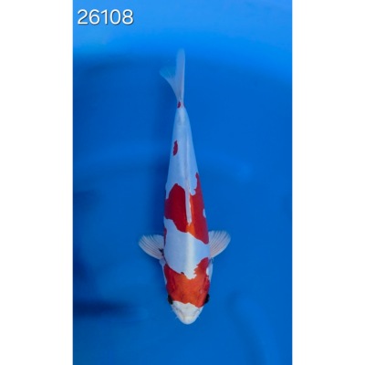 Beni Kikokuryu 35/40cm réf 26108