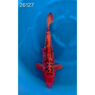 Mizuho Ogon 30/40cm réf 26127